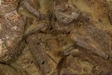 Fossil Hadrosaur Bones & Ossified Tendons in Sandstone - Wyoming #301820-1